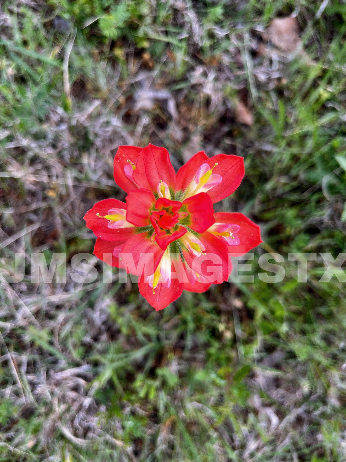 Native paintbrush