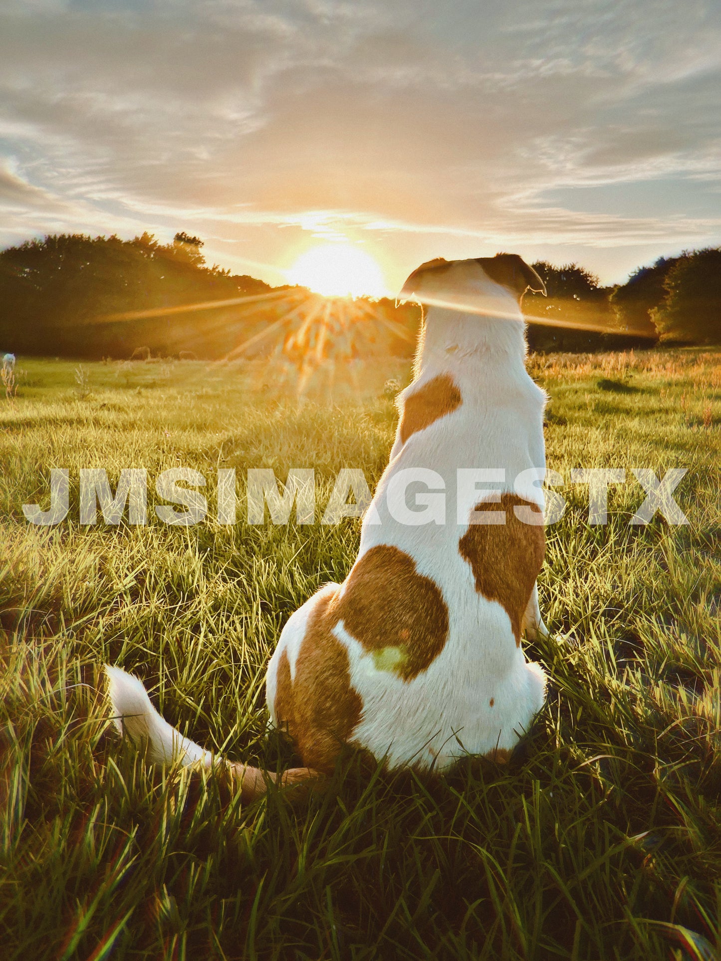 Dog days summer