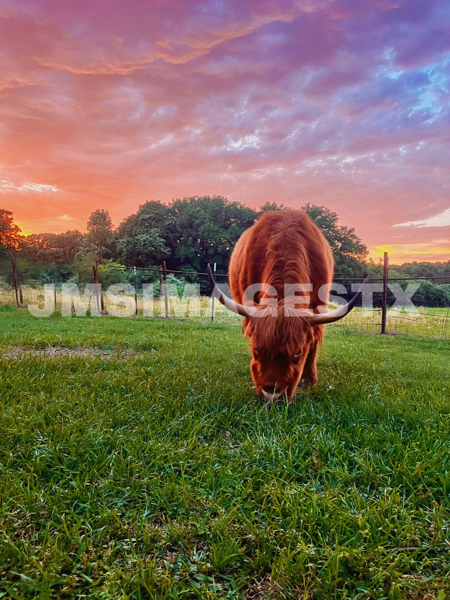 Twilight Graze