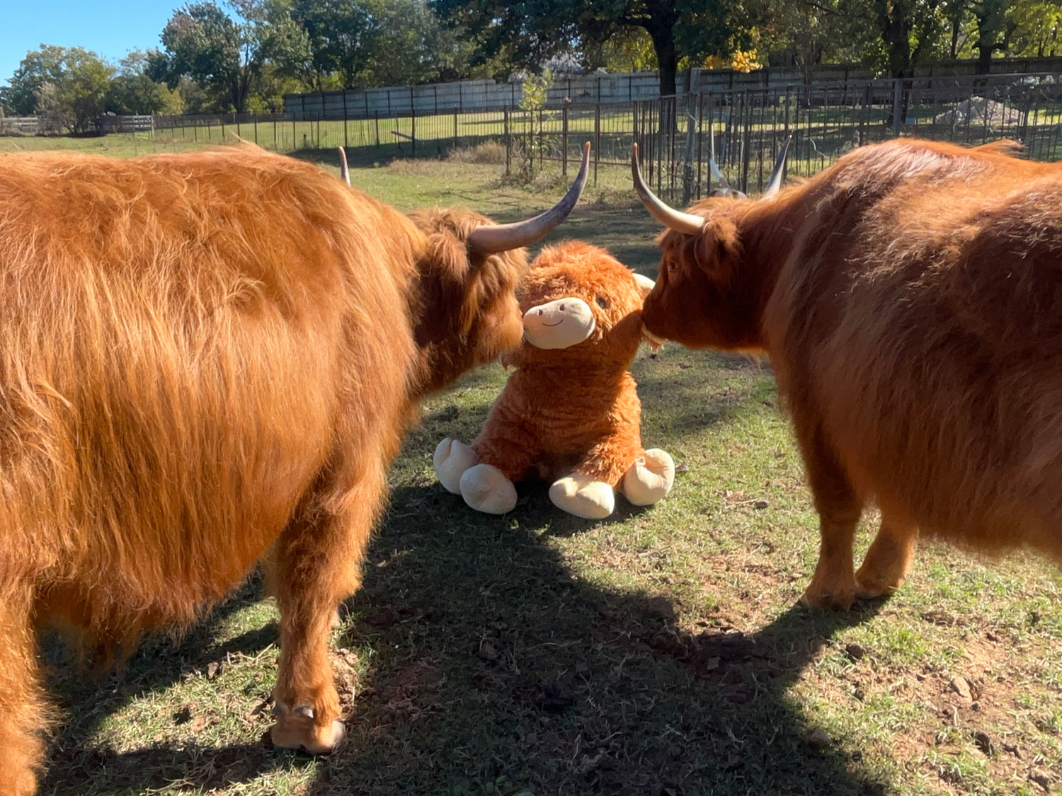 Texas fall