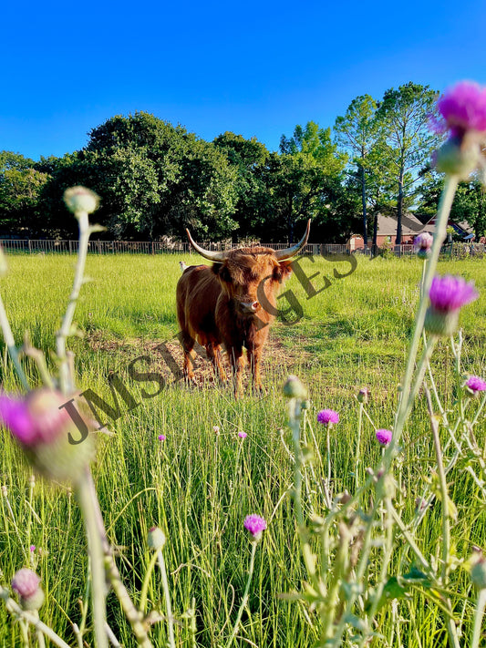 Bull Thistle