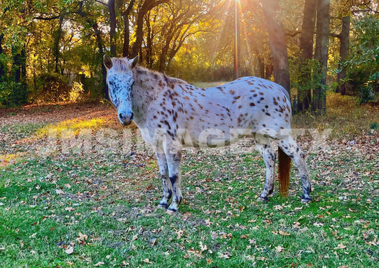 Speckled Woods