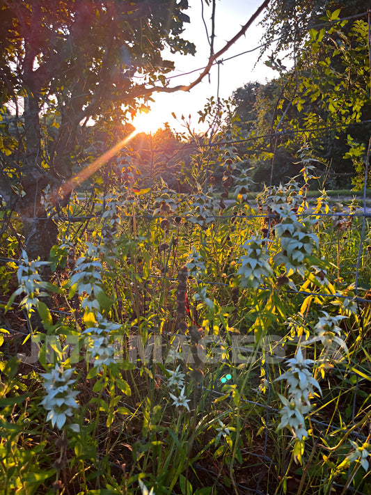 Golden Meadow