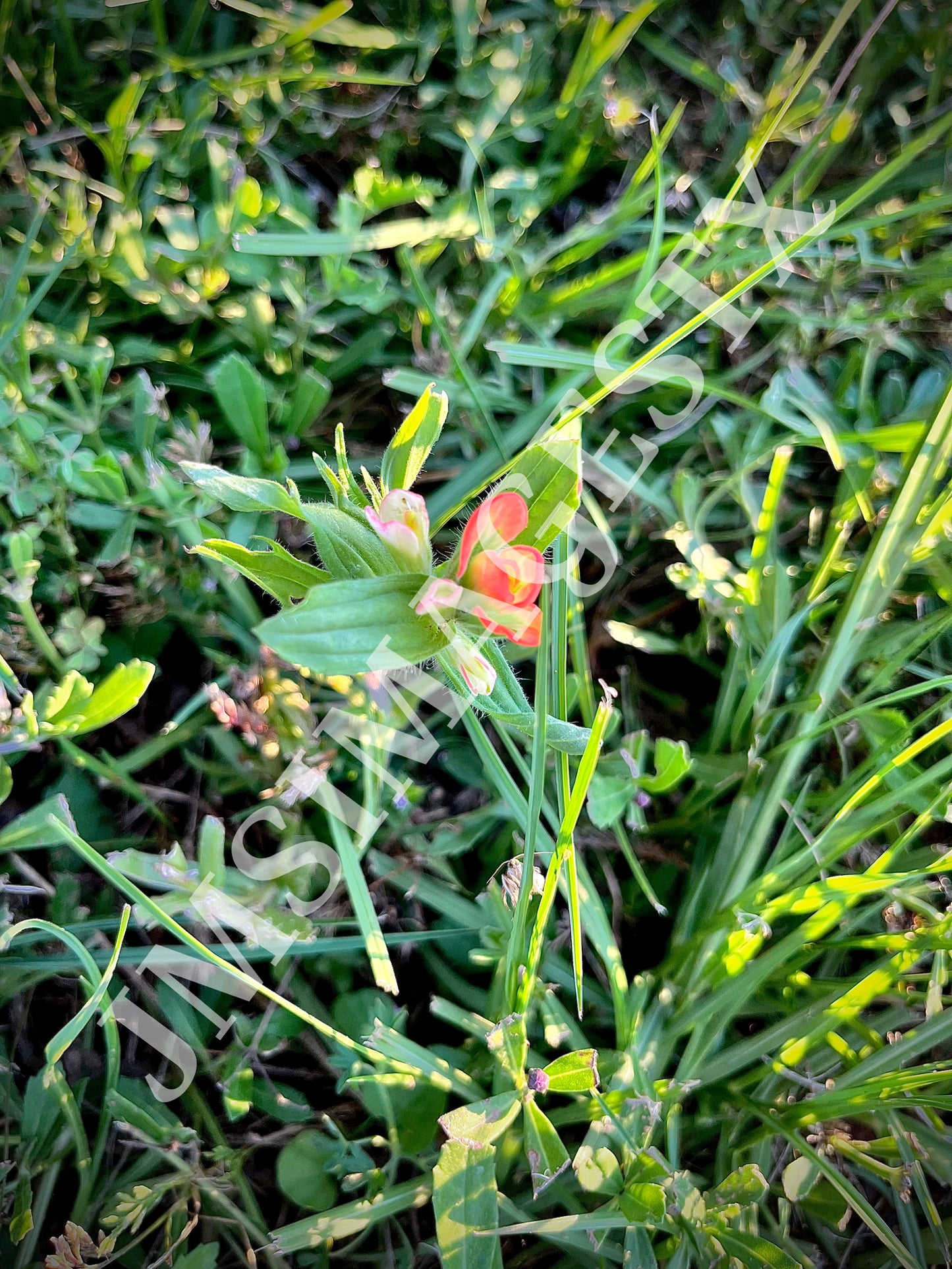 Blooming Indian