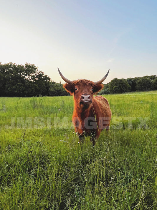 Emerald Pasture