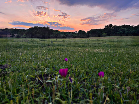 Natures Rays
