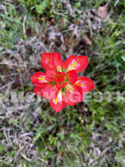 Native paintbrush