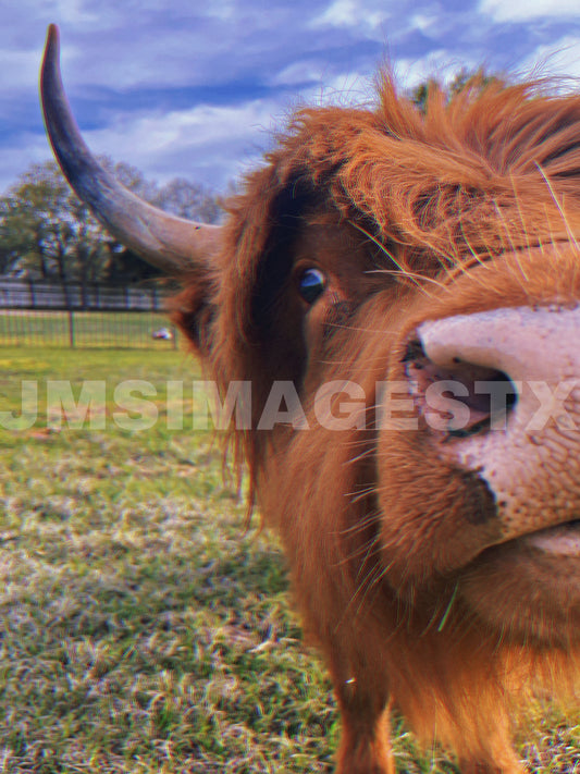 Ginger Gaze