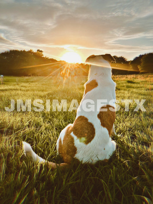 Dog days summer
