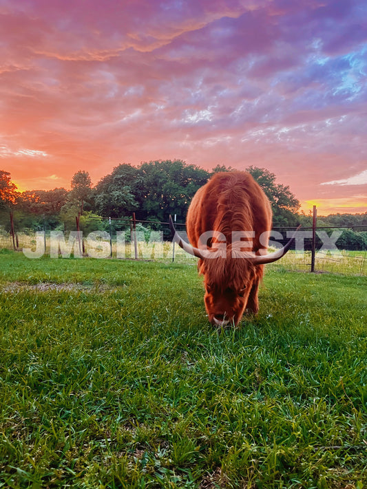 Twilight Graze