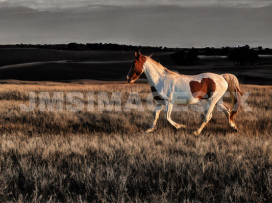 Wild Grace
