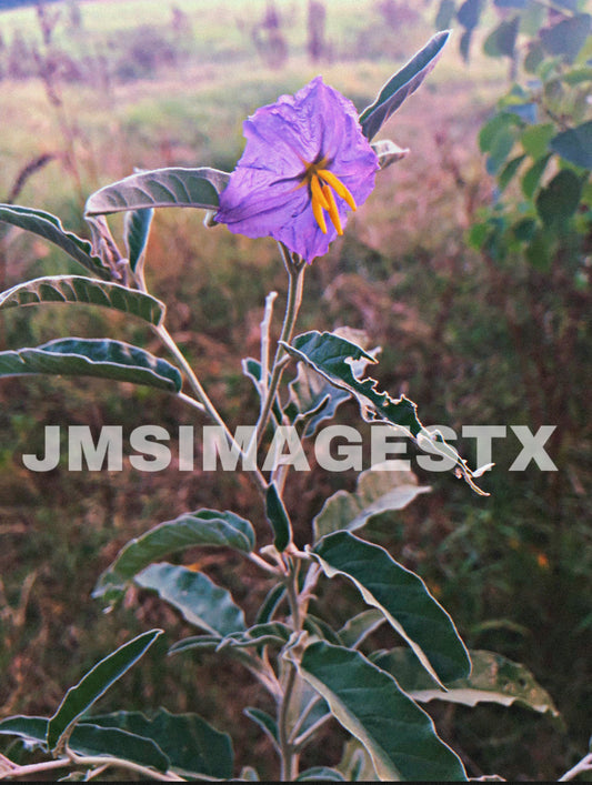 Rustic Tangled